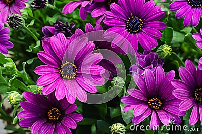 Closeup of a bouquet purple daisies Stock Photo