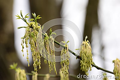 Closeup Of A Boxelder Maple Deciduous Tree Male Flower Cluster in the Springtime Stock Photo
