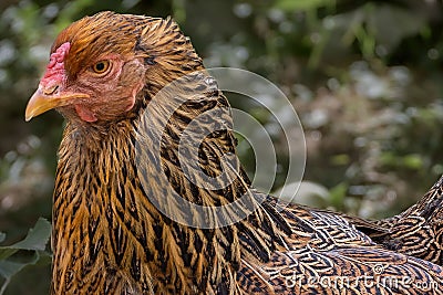 Closeup of a Brahma chicken side profile captured in a garden Stock Photo