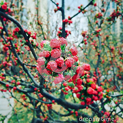 Closeup of a branch with blossoming buds of pink bush Louisiana Stock Photo