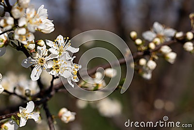 Closeup of a branch with a cluster of white flowers. Stock Photo