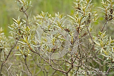 Branches and leafs of a sea-buckthorn in the dunes Stock Photo