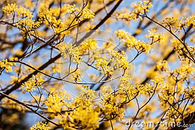 Japanese 'Cornelian' Cherry Tree Stock Photo