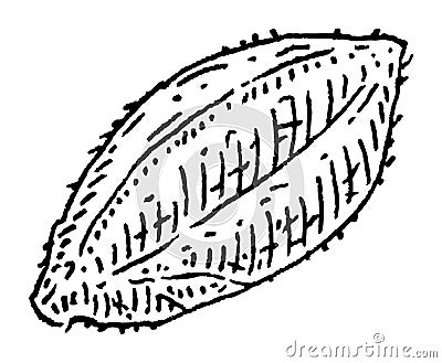 Closeup brazil nut in shell. Vector engraving black vintage illustration. Vector Illustration