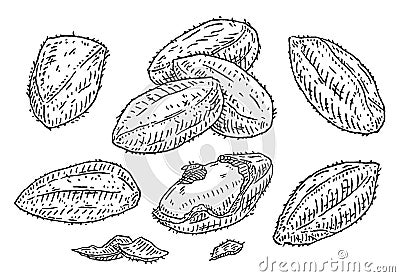 Closeup brazil nuts in shell and half shelled with shucks. Vector engraving Vector Illustration