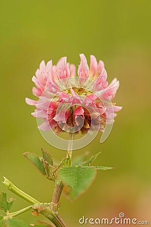 Closeup on a brigh red pink flower of the alsike clover, Trifolium hybridum against a green background Stock Photo