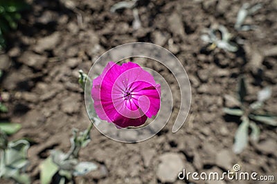 Closeup of bright magenta-colored flower of Silene coronaria in June Stock Photo