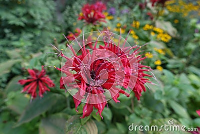 Closeup of bright red flowers of monarda in August Stock Photo