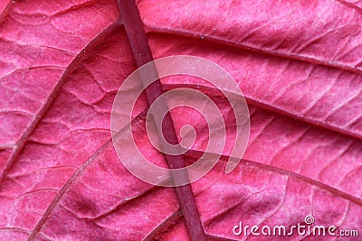 Closeup of a bright scarlet leaf for a background. Stock Photo