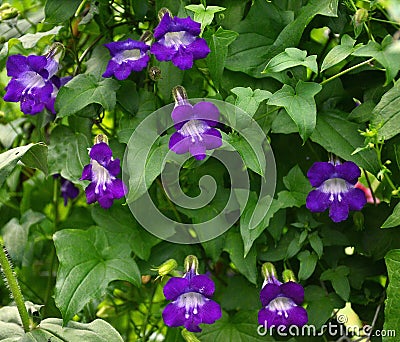 Closeup of bright violet flowers of liana Asarina scandes, green leaves Stock Photo