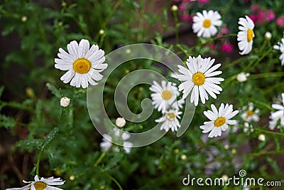 Closeup bright white daisy flowers blooming with yellow pollen and raindrop on street side among green leaves on rainy day Stock Photo