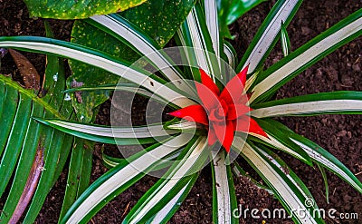 Closeup of a bromelia flower in bloom, tropical plant specie from America Stock Photo