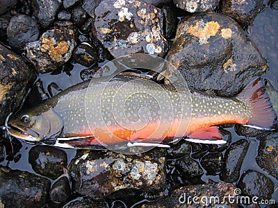 Brook trout on rocks Stock Photo