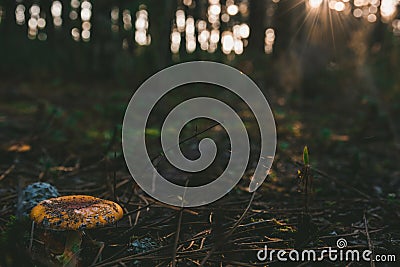 Closeup of a brown Amanita regalis in the forest surrounded by greenery under sunlight Stock Photo