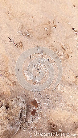 a closeup of brown beach sand containing small coral fragments and a big coral Stock Photo