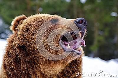 Closeup brown bear roaring in winter forest Stock Photo