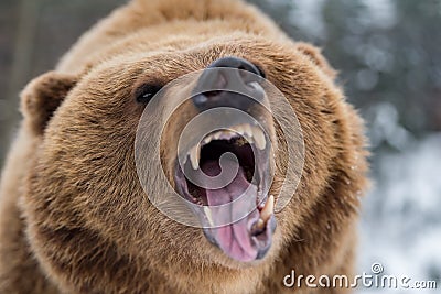 Brown bear roaring in forest Stock Photo