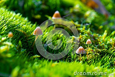 Closeup of brown forest mushrooms in the moss, background picture Stock Photo