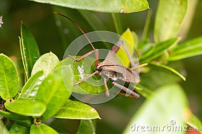 Closeup of brown Giant leaf-footed triatomine kissing bug on green plant leaves Stock Photo