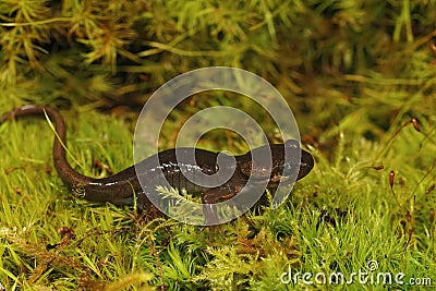Closeup on a brown juvenile northwestern salamander , Ambystoma gracile sitting on green moss Stock Photo