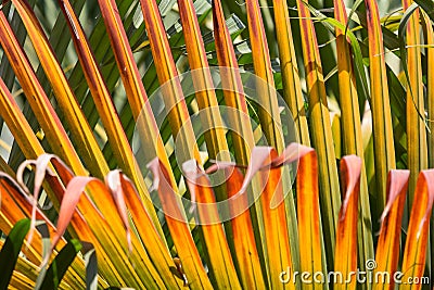 Closeup of Brown leaf of palm tree Stock Photo