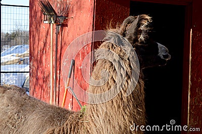 Brown Llama in Barnyard Stock Photo