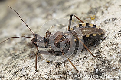 Closeup on a brown Mediterranean assassin bug, Rhynocoris erythropus, sitting on a stone Stock Photo