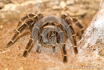 Closeup of brown mexican tarantula brachypelma Stock Photo