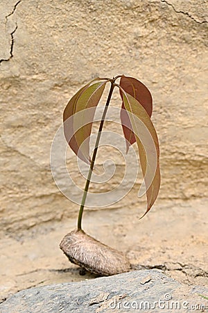 closeup the brown red mango complex soil heap with pods in the farm soft focus natural brown background Stock Photo