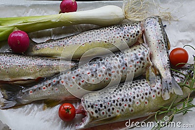 Brown trout fish Salmo trutta with herbs Stock Photo