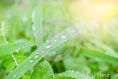 Closeup bubble water drops on green leaf Stock Photo