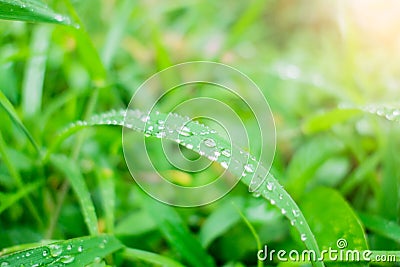 Closeup bubble water drops on green leaf Stock Photo