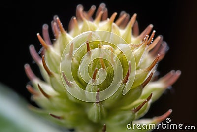 closeup of a budding flower Stock Photo