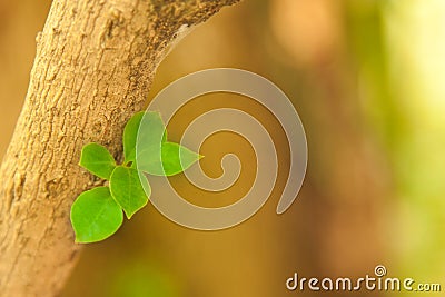 Closeup budding of the garden tree leaves. Concept of nature, ne Stock Photo