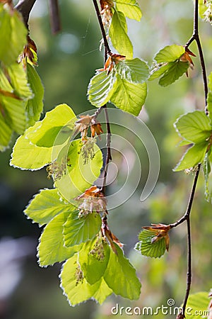 Closeup of budding green beech leaves, blurry background Stock Photo