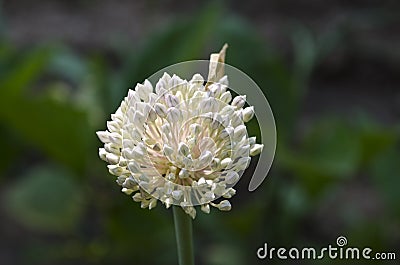 Closeup of budding haggard onion Stock Photo