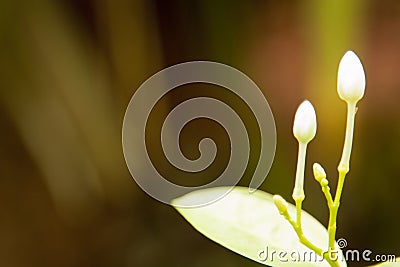 Closeup budding of white garden flower with the blurry background. Concept of nature, new borm, creation. Stock Photo