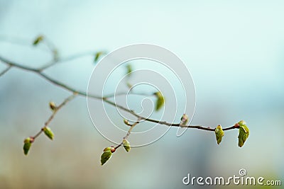 Closeup on buds on tree in spring Stock Photo