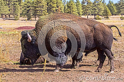 Buffalo, Closeup Stock Photo