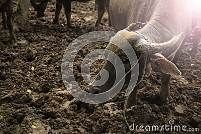 Closeup Buffalo Asia in the corral Stock Photo