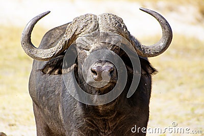 Closeup of a Buffalo Bull Stock Photo