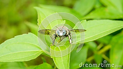 Closeup of a bug / wasp found at Borneo jungle with beautiful blue facet eye. Stock Photo