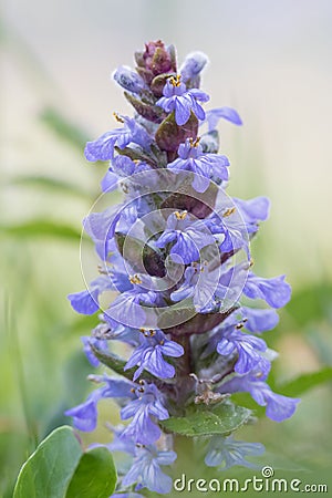 Closeup of a bugle ajuga reptans Stock Photo