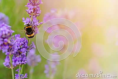 bumblebee on lavender flower on sunny summer day Summer flowers. Summertime High quality phot Stock Photo