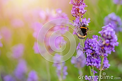 bumblebee on lavender flower on sunny summer day Summer flowers. Summertime High quality phot Stock Photo