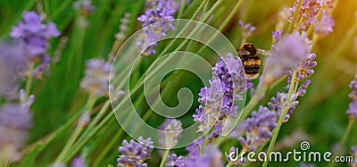 bumblebee on lavender flower on sunny summer day Summer flowers. Summertime High quality phot Stock Photo