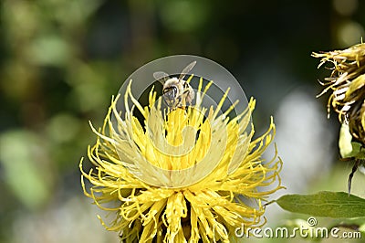 Closeup of a bumblebee pollinating a bighead knapweed growing in a garden on a sunny day Stock Photo