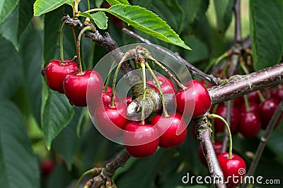 Closeup of a bunch of cherries hanging on a tree branch. Stock Photo