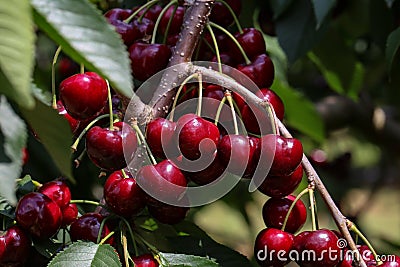 Closeup of a bunch of cherries hanging on a tree branch Stock Photo