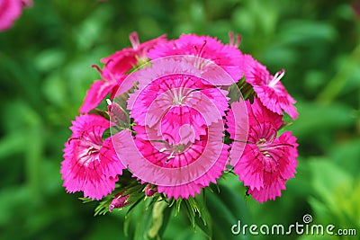 Bunch of Gorgeous Dianthus Seguieri or Sequier's Pink Flowers Blossoming in the Sunlight Stock Photo